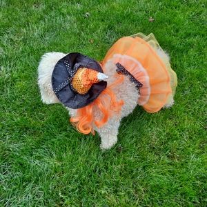 Pet candy corn witch costume